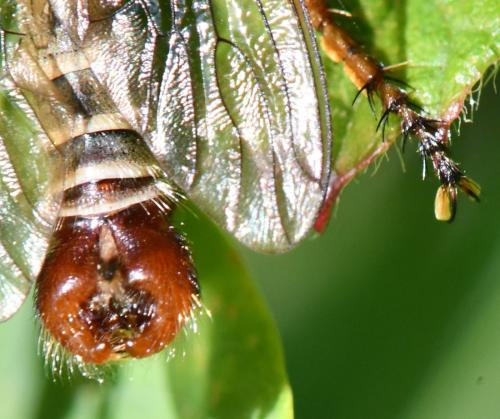 Aneomochtherus flavicornis